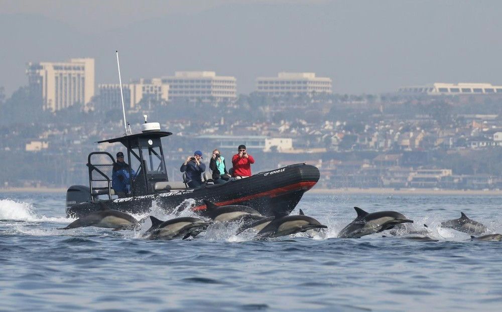Dolphin and Whale Watching Adventure in Orange County