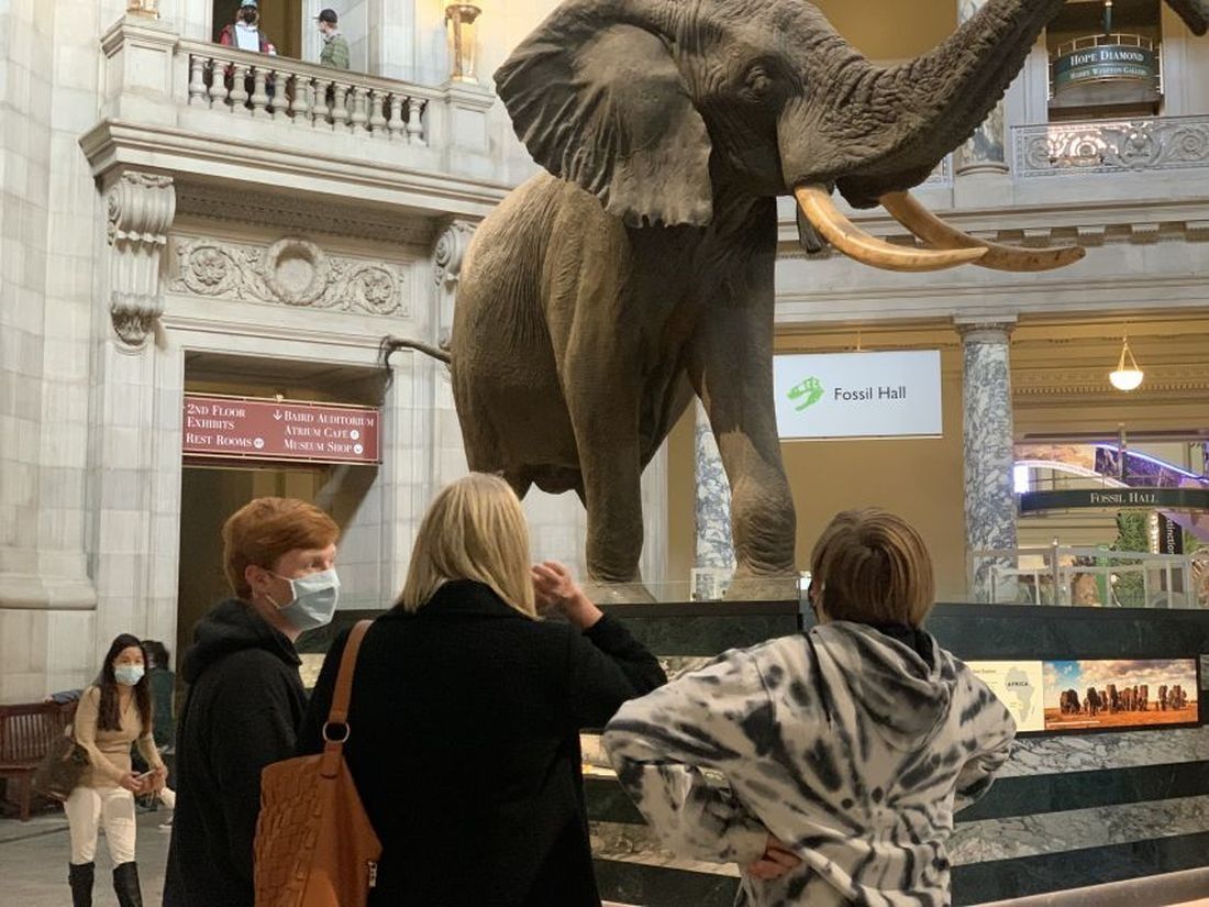 Private Tour of Museum of Natural History for Families
