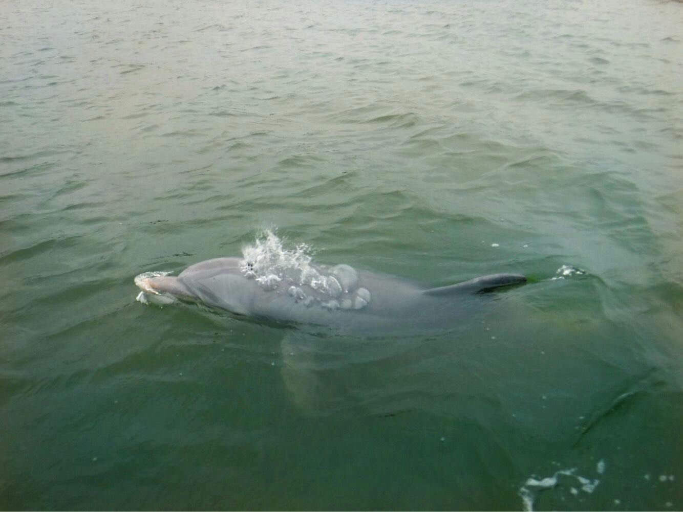 Hilton Head Dolphin Tour with Donuts