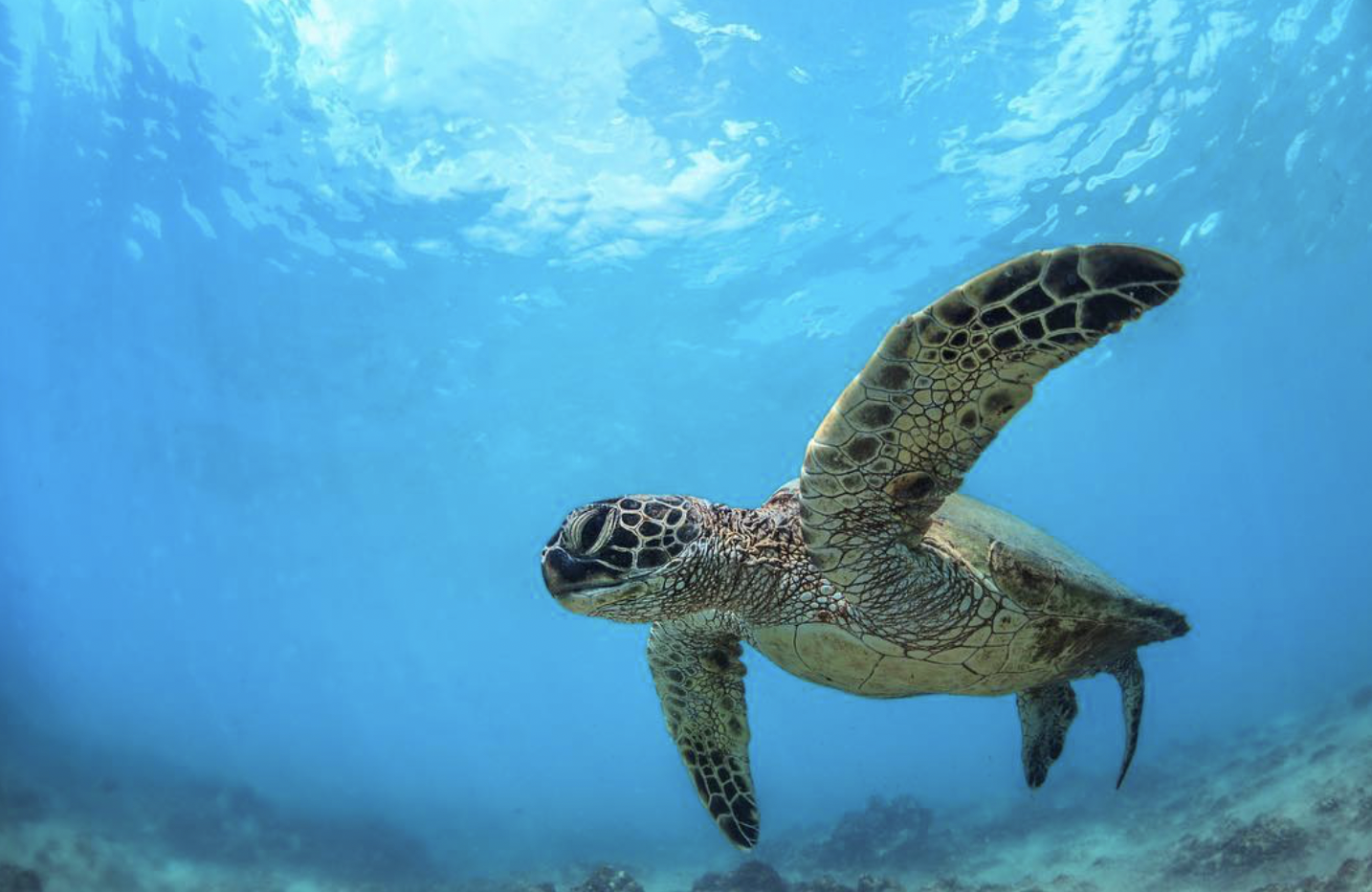 South Maui Turtle Reef Kayak and Snorkeling Discovery
