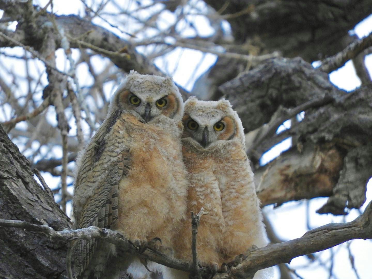 Beak and Talon - Iconic Predator Sightseeing