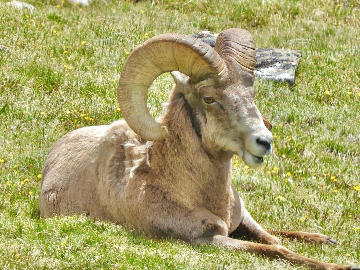 Bighorns and Birds Sightseeing Tour