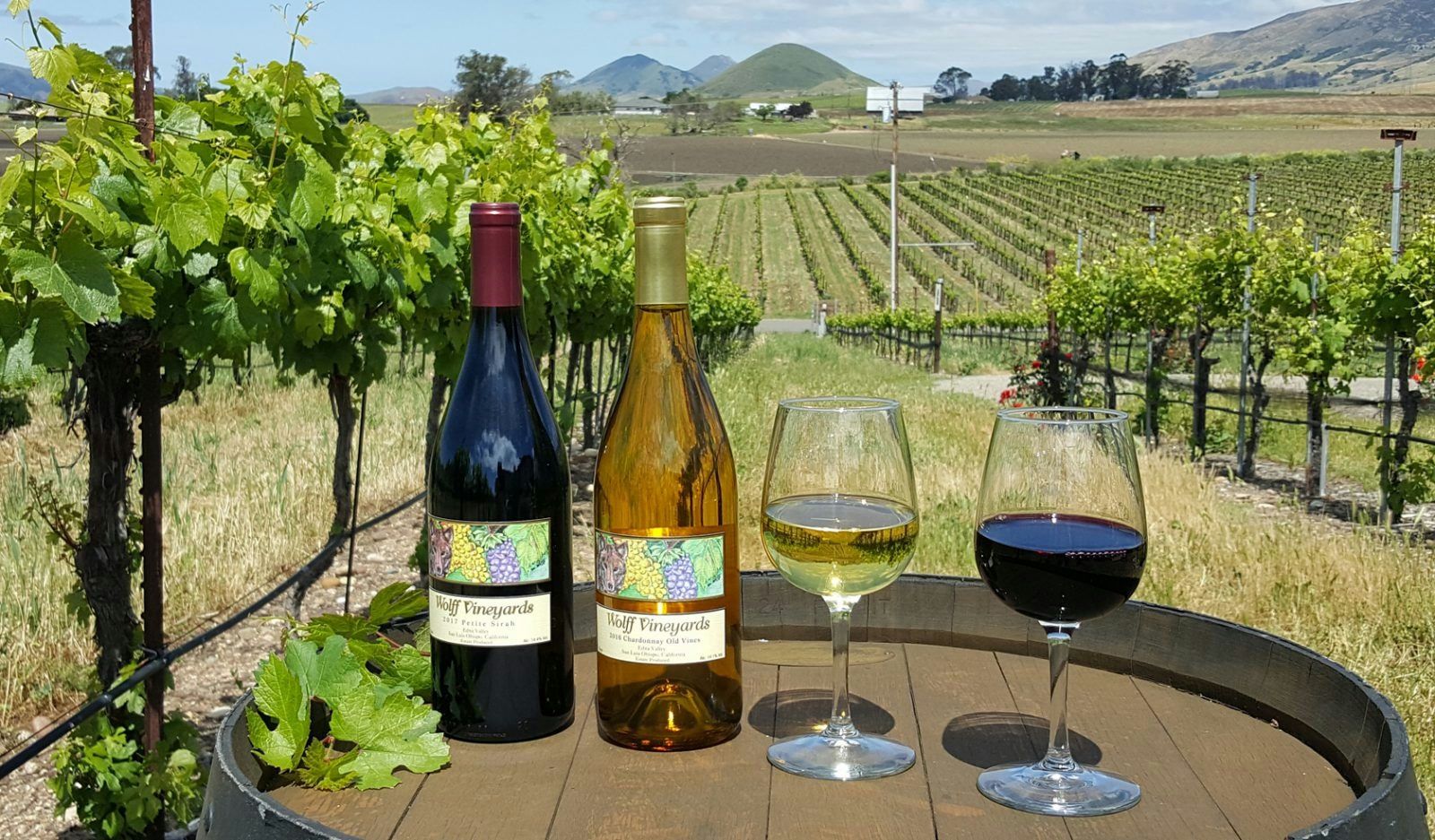 Experience Wolff Vineyard in a Vintage Sidecar