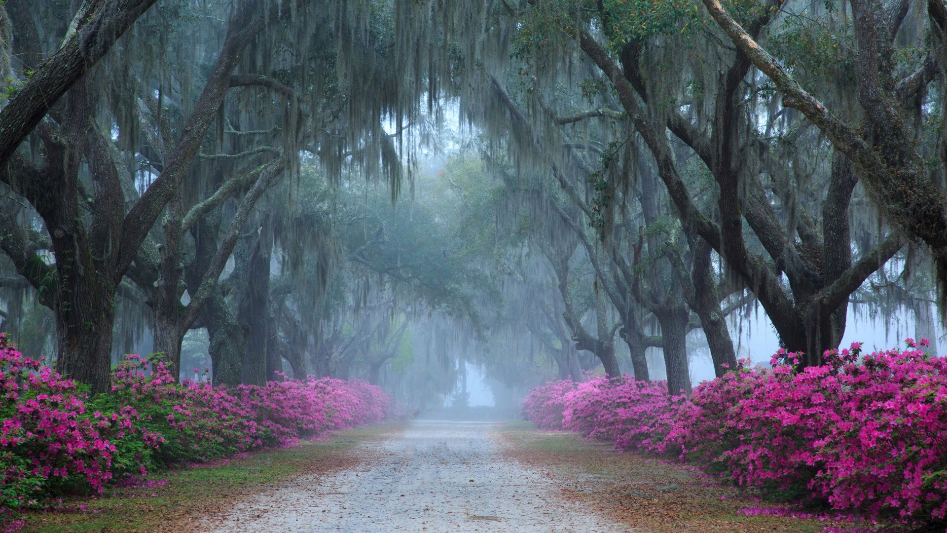 Savannah Bonaventure Cemetery Tour
