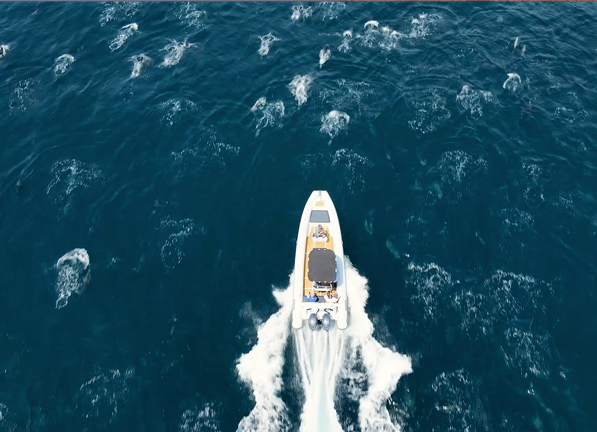 Exclusive Private Dolphin and Whale Adventure For Up To 6