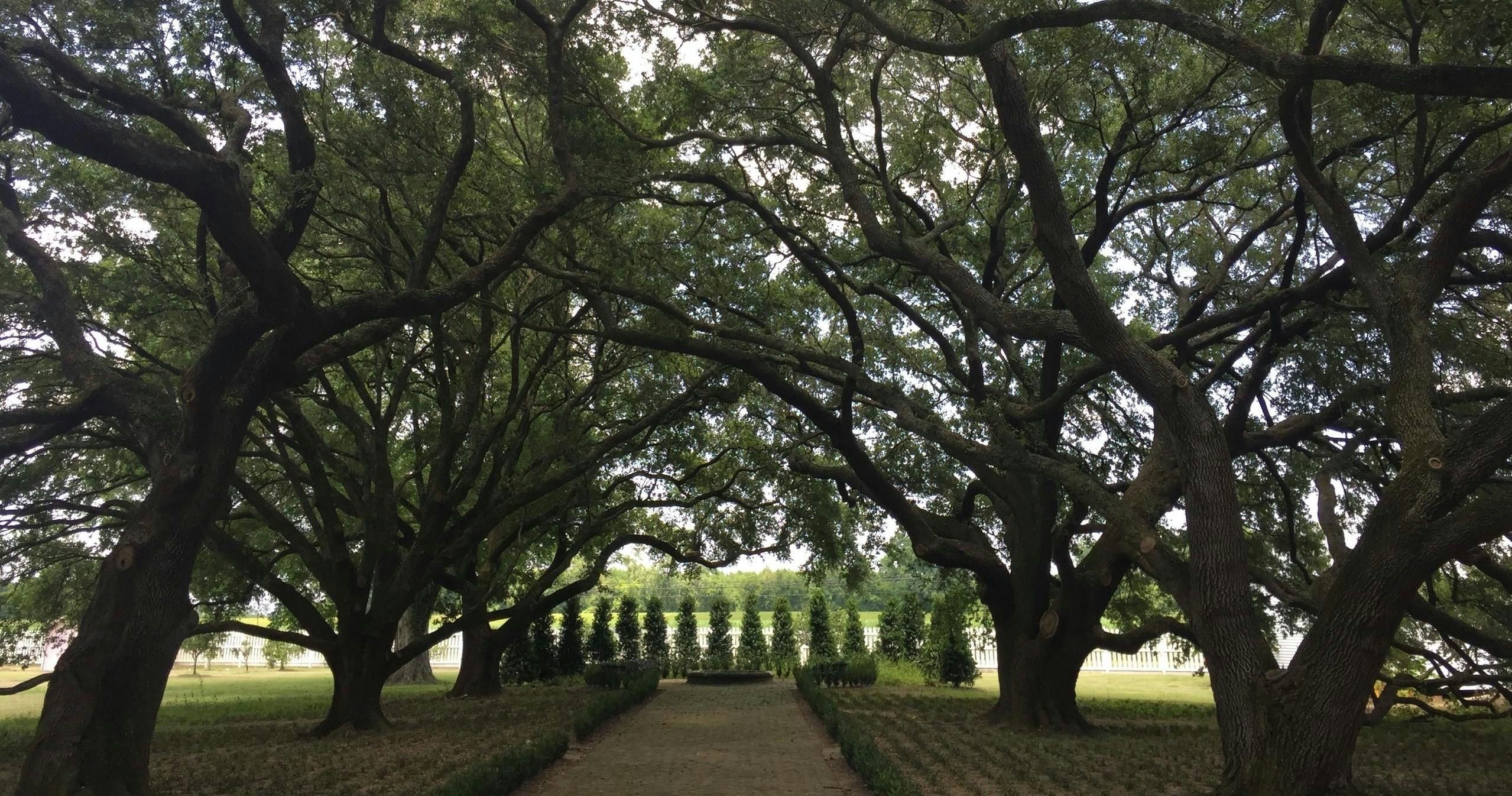 Whitney Plantation and Airboat Ride Swamp Tour
