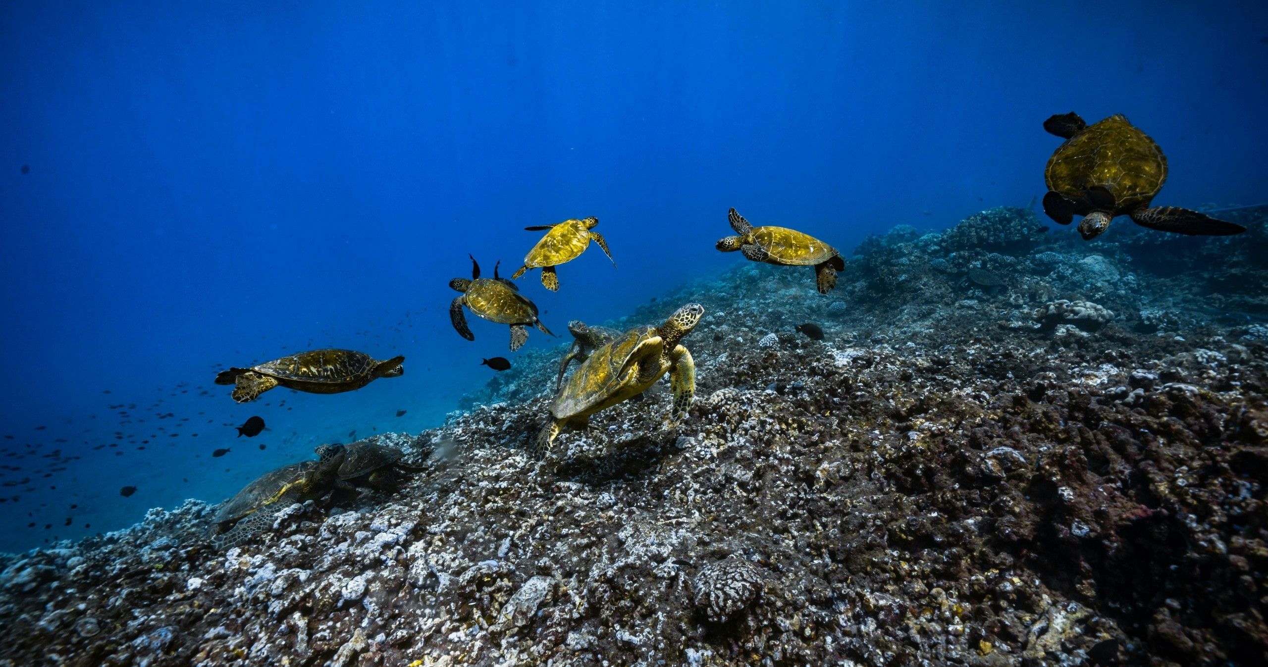 Afternoon Snorkel in Maui
