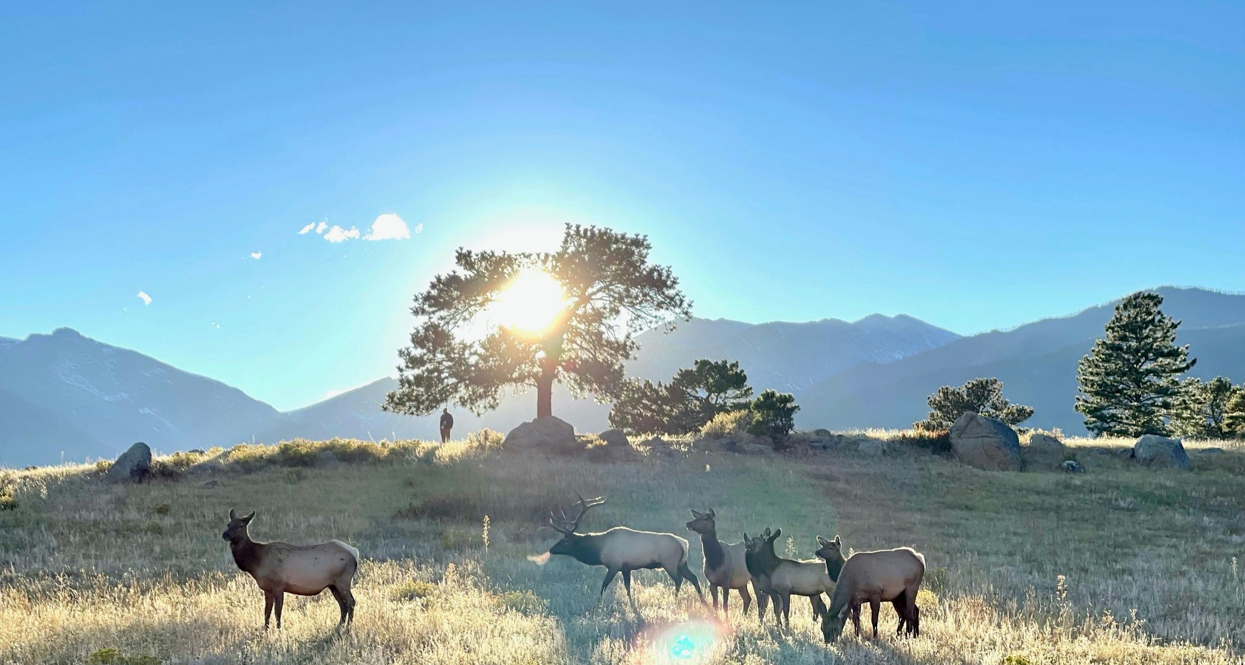 Elk Sightseeing Tour