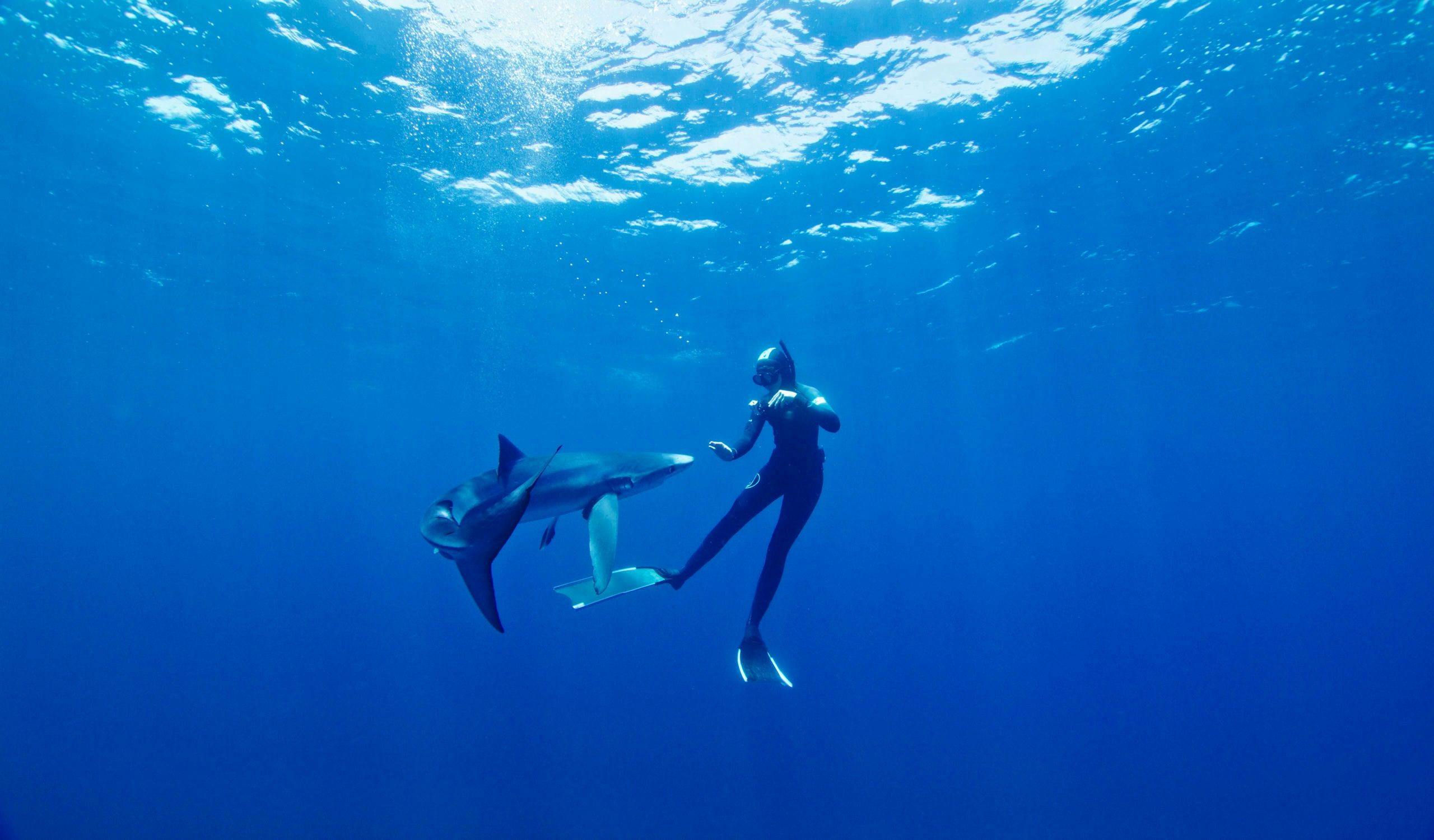 Blue and Mako Shark Offshore Expedition