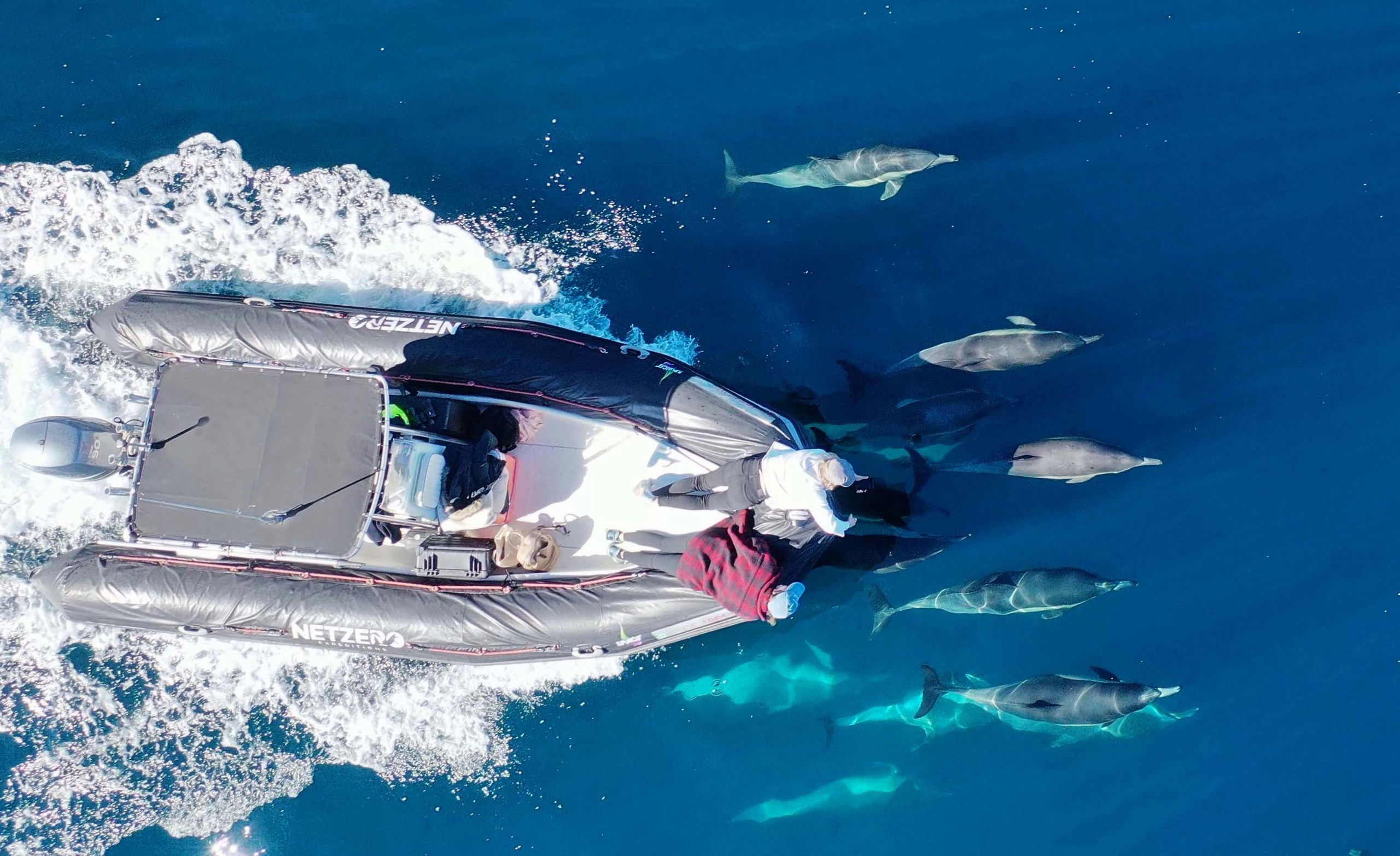 San Diego Dolphin and Whale Watching Speedboat tour
