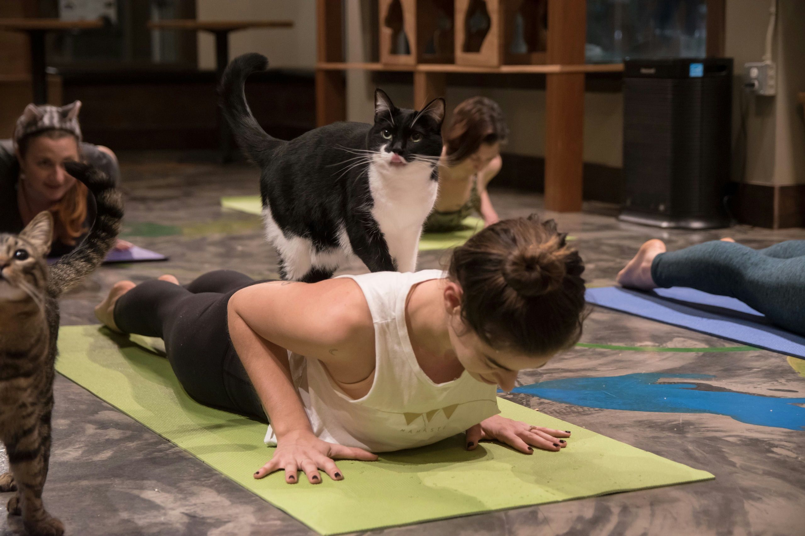 Cat Yoga in Seattle
