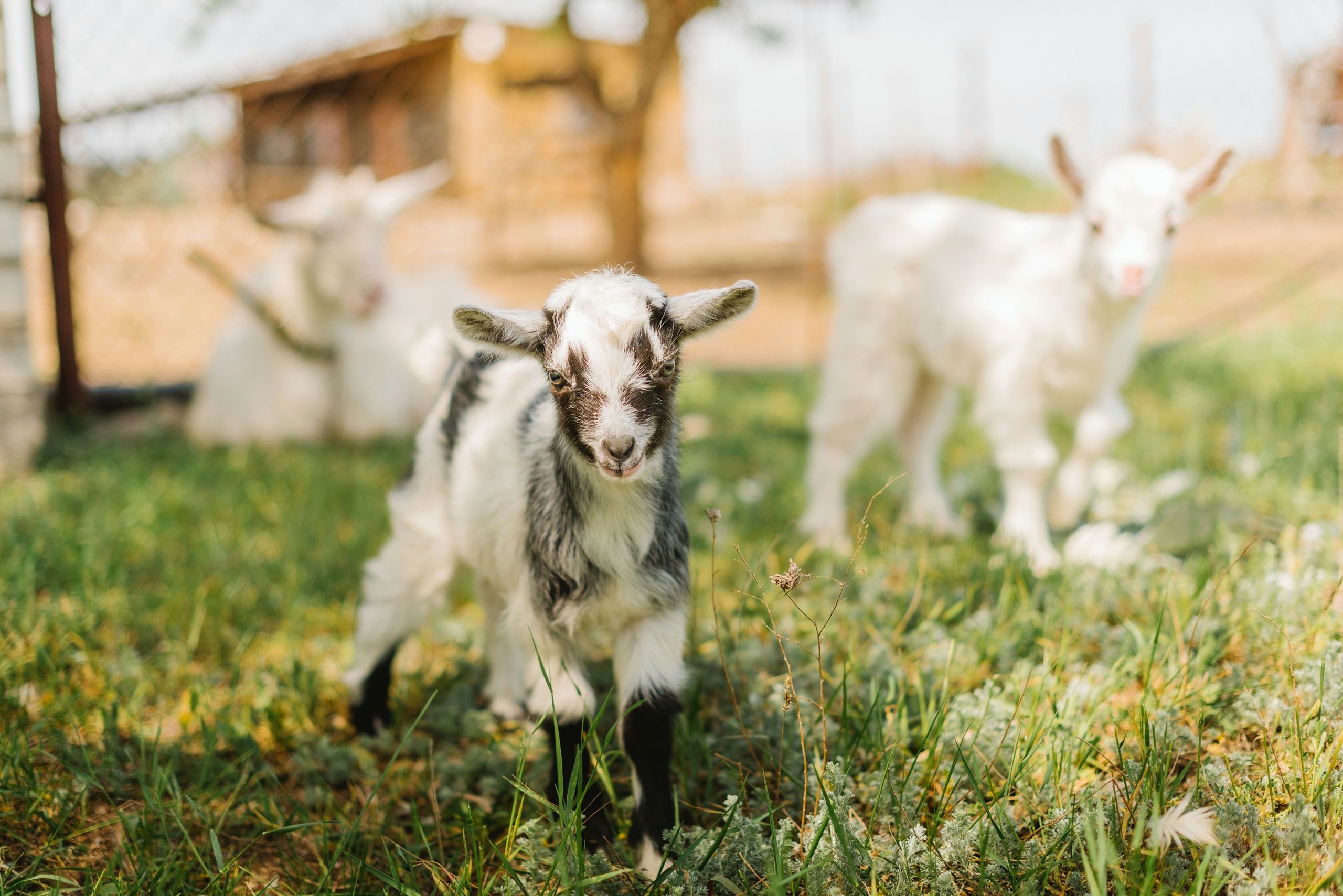 Snuggle and Play with Baby Goats