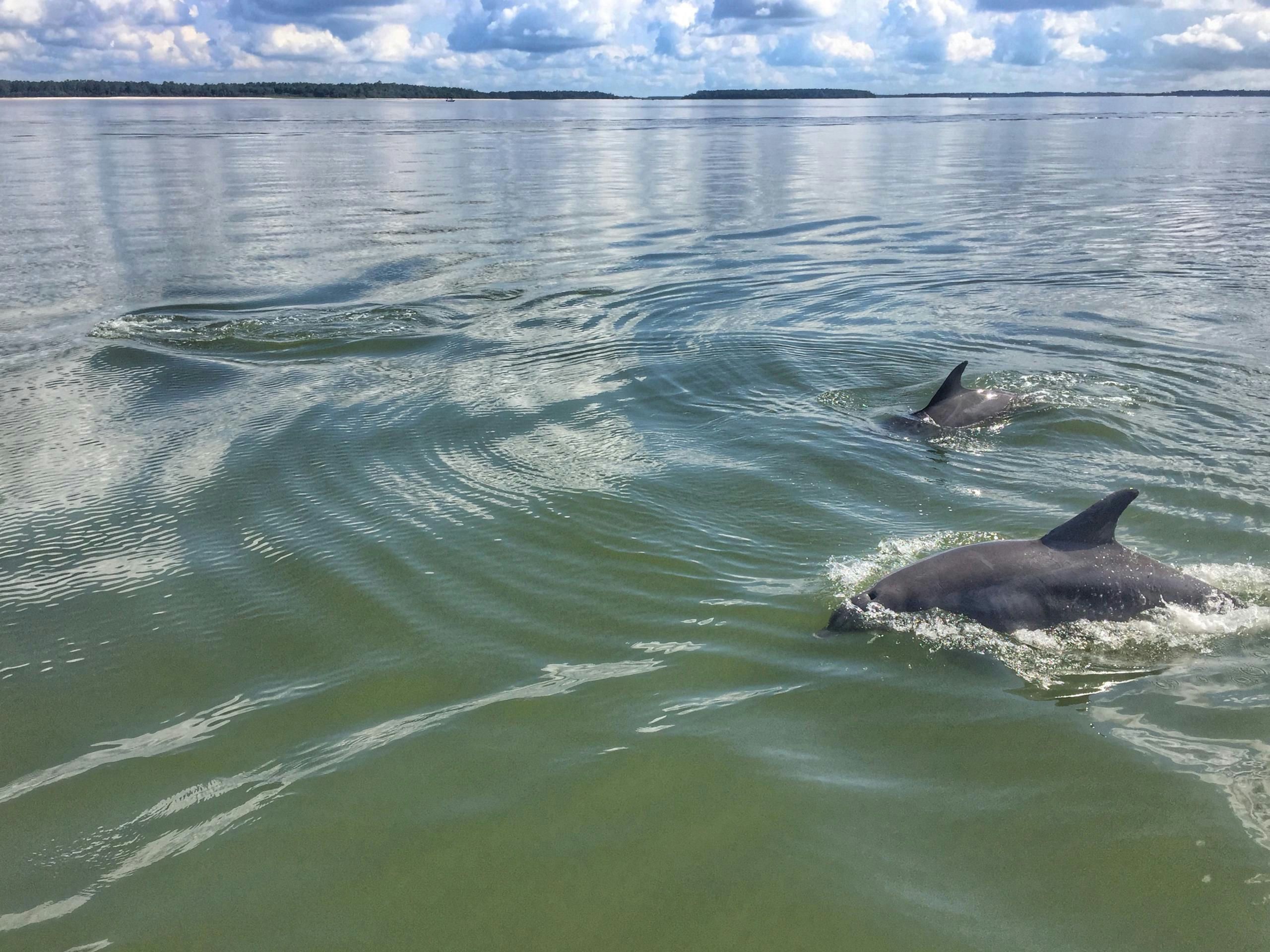 Hilton Head Dolphin Tour