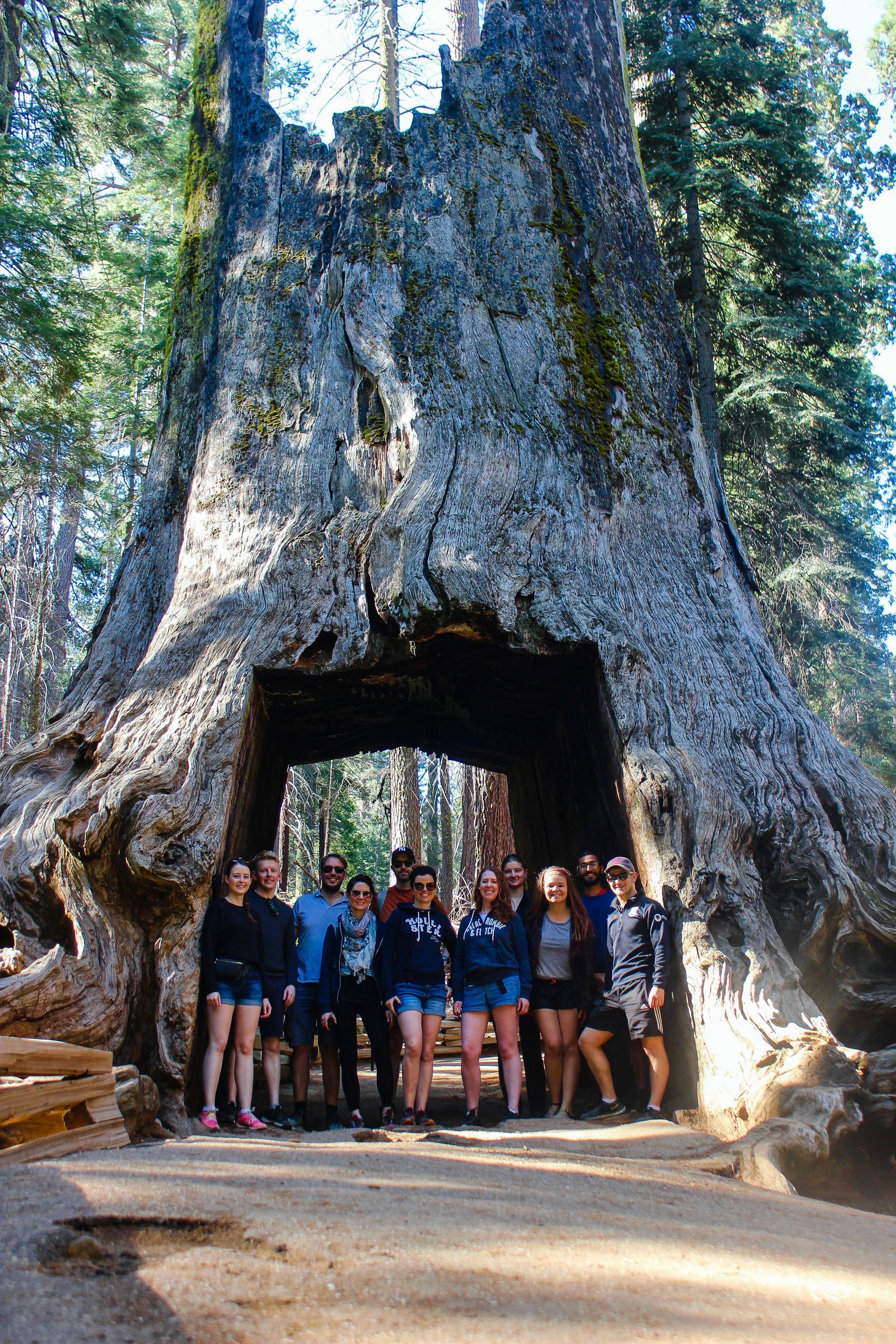 2-Day Yosemite Tour with Yosemite Valley Lodge Stay