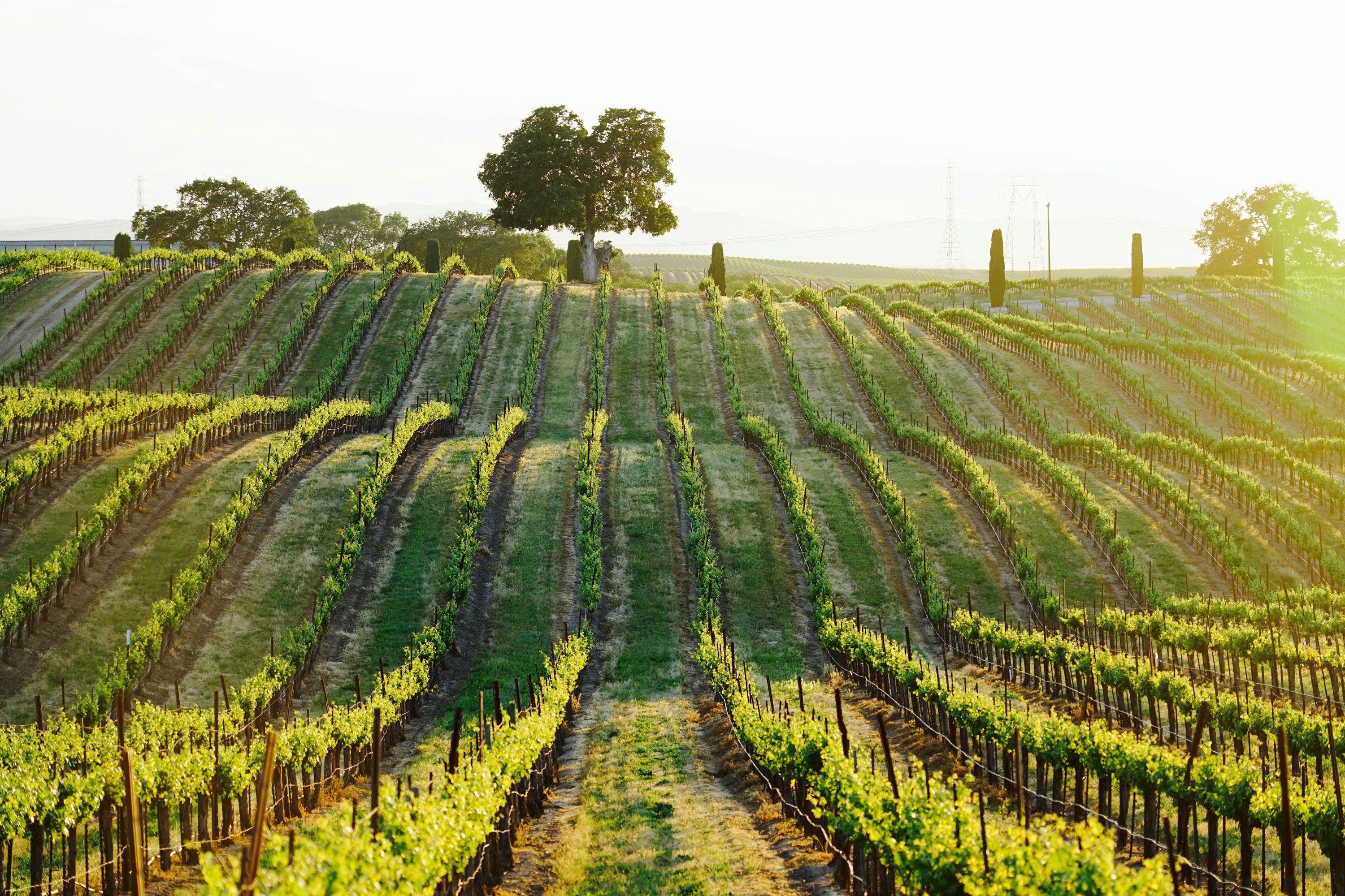 Own a Vineyard at Chateau Robles