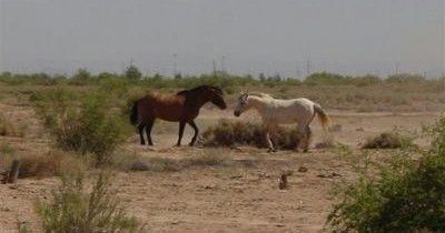 Guided 90 Minute Group Horseback Ride with Expert Wranglers