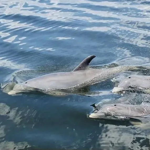 Sunset  Dolphin Cruise of Anna Maria island