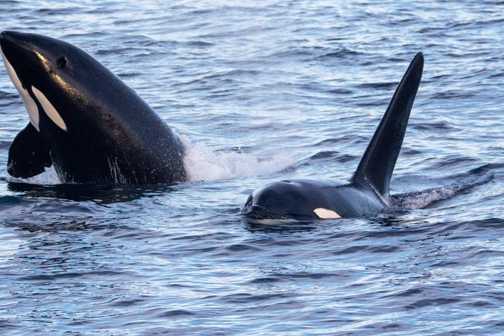 Monterey Orca Killer Whale Cruise - Image 2