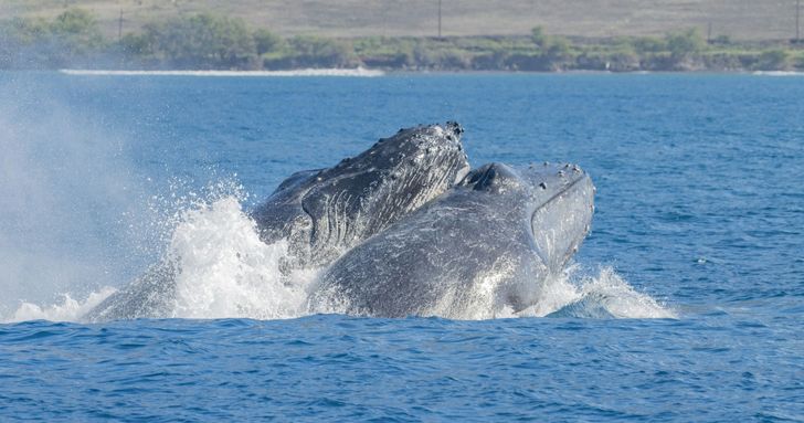Maui Whale Watching Tour - Image 5