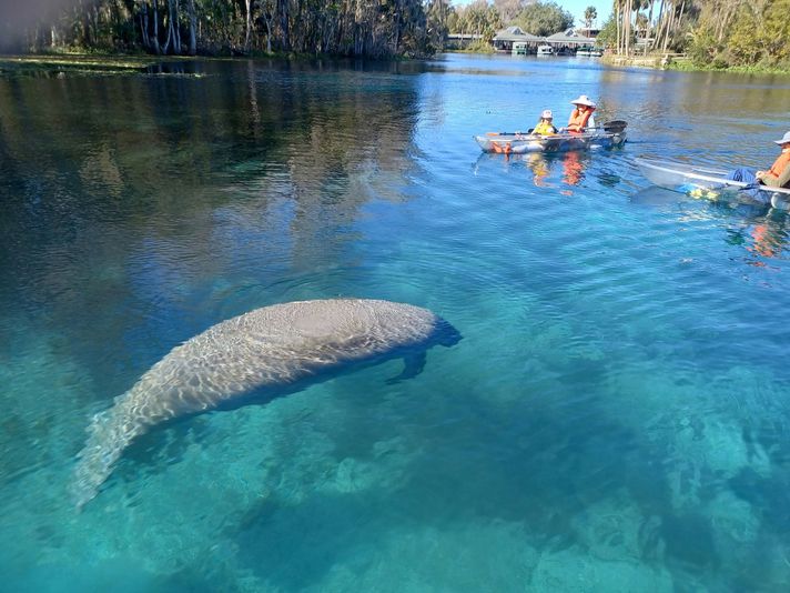 Manatees & Monkeys Clear Bottom Kayak Tour - Image 1