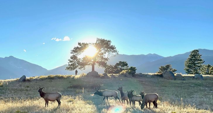 Elk Sightseeing Tour