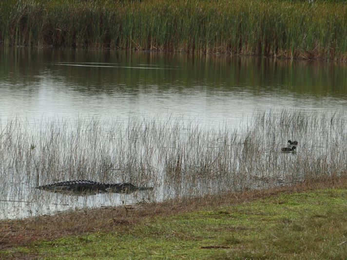 Destrehan Plantation + Covered Boat Swamp Tour - Image 2
