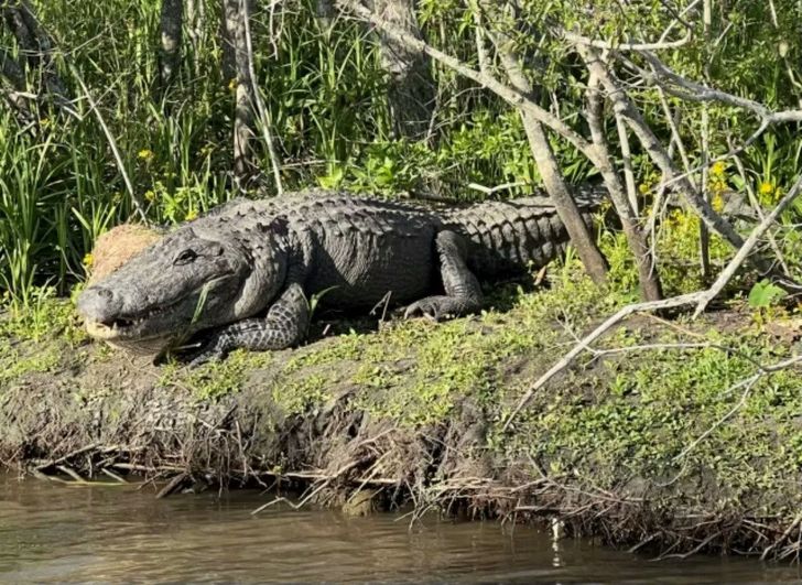 Premium Small Airboat Swamp Adventure - Image 3