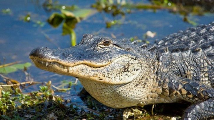Everglades Airboat & Millionaire's Row Cruise & Bike Rental - Image 5