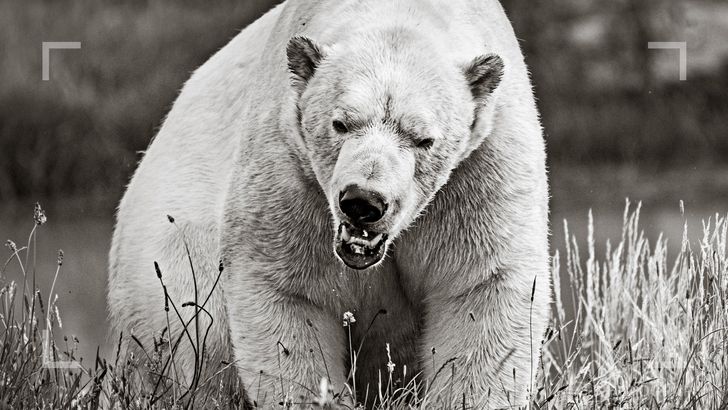 Wildlife Photography Online Course - Image 3