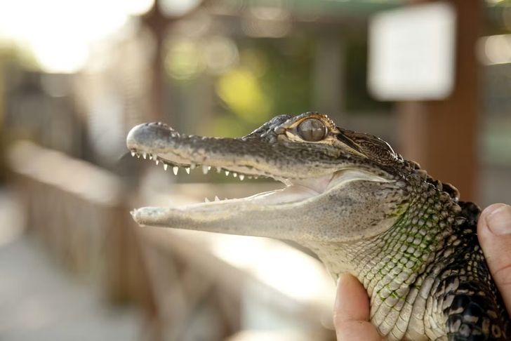 Gator Nighttime Airboat Tour - Image 5