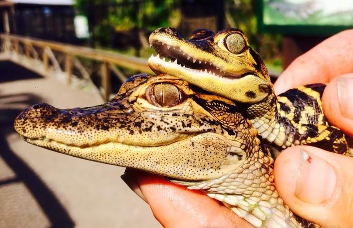 Private Everglades Airboat Tour & Animal Sanctuary Admission - Image 2
