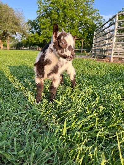 Farm Day Pass