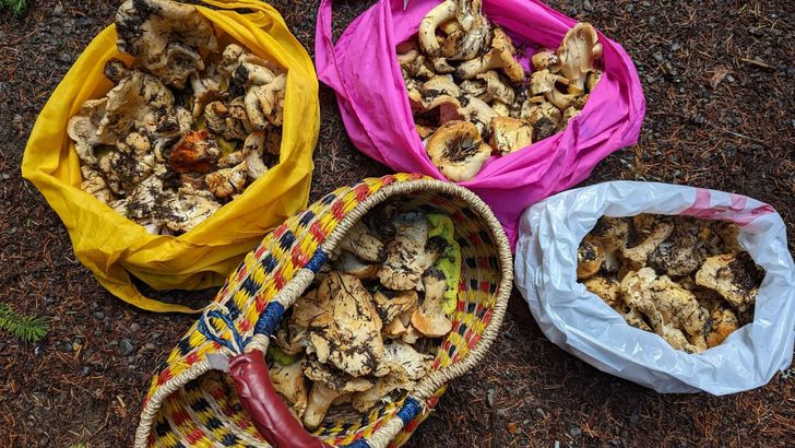 Crazy for Chanterelles Wild Mushroom Hunt - Image 8
