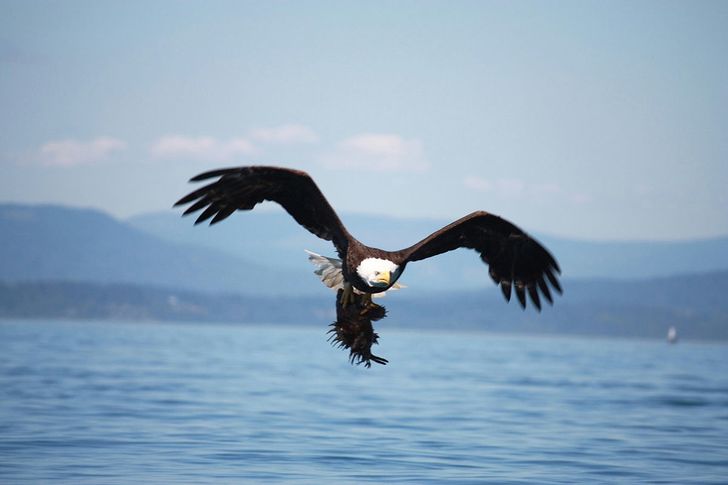 Afternoon Kayak Tour - Image 3