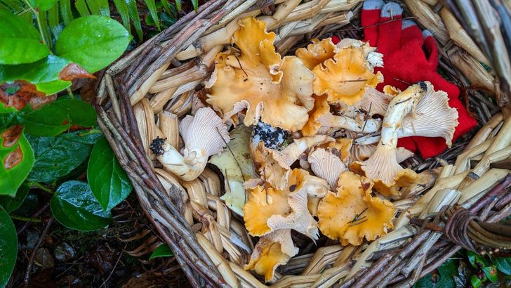 Crazy for Chanterelles Wild Mushroom Hunt - Image 2