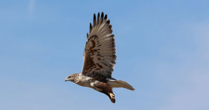 Beak & Talon - Iconic Predator Sightseeing - Image 2