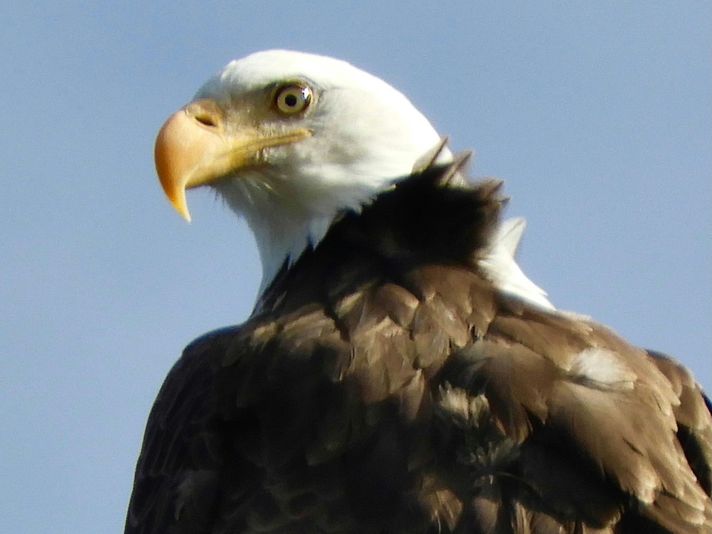 Beak & Talon - Iconic Predator Sightseeing - Image 4