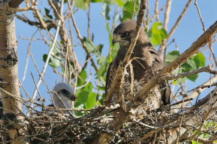 Beak & Talon - Iconic Predator Sightseeing - Image 5