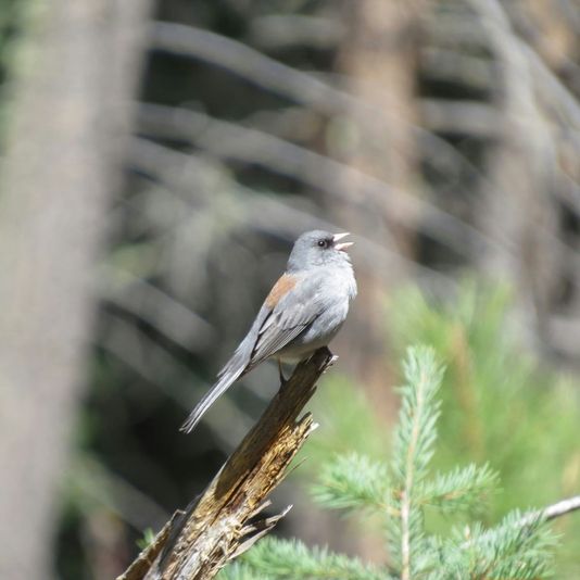 Bighorns & Birds Sightseeing Tour - Image 3