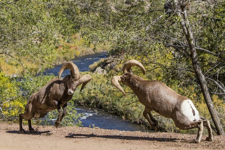 Bighorns & Birds Sightseeing Tour - Image 4
