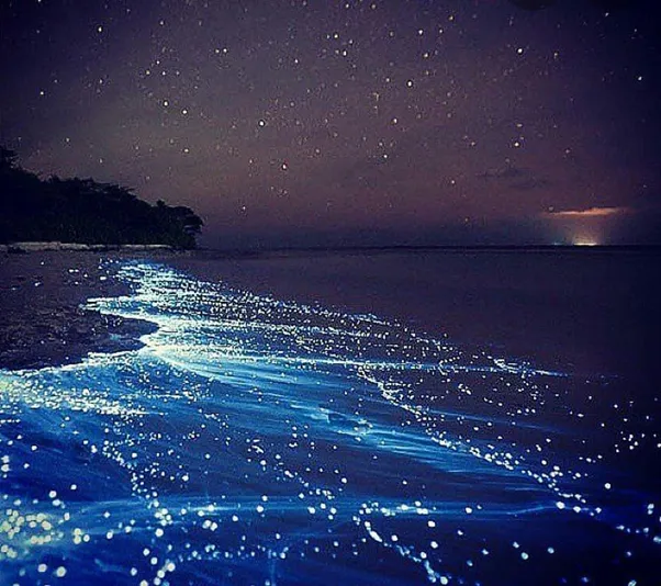 Bioluminescence Paddle Tour