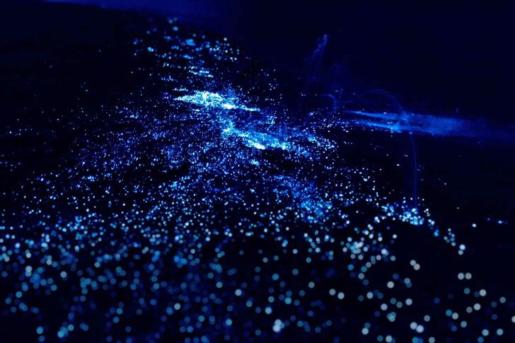 Bioluminescence Kayak Tour - Image 4