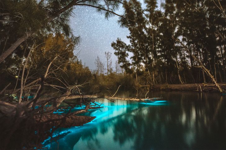 Bioluminescent Clear Kayak Tour - Image 3