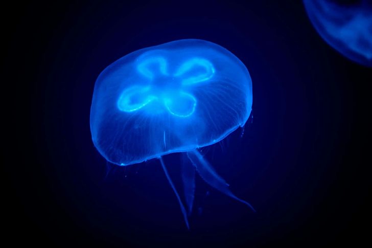 Bioluminescence Kayak Tour - Image 3