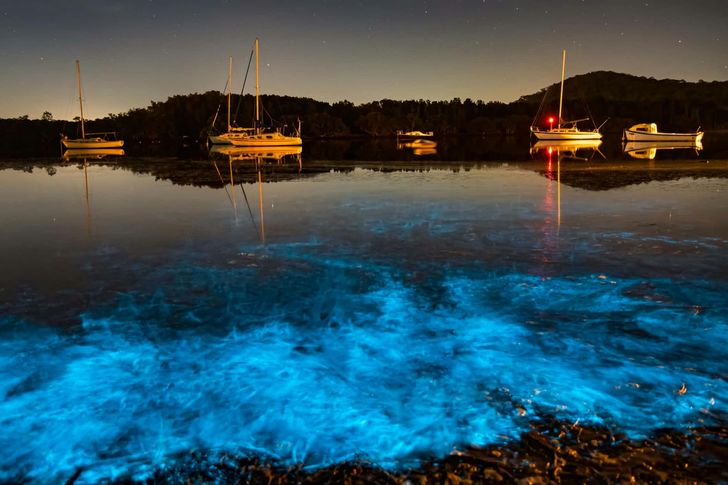 Bioluminescence Kayak Tour - Image 2