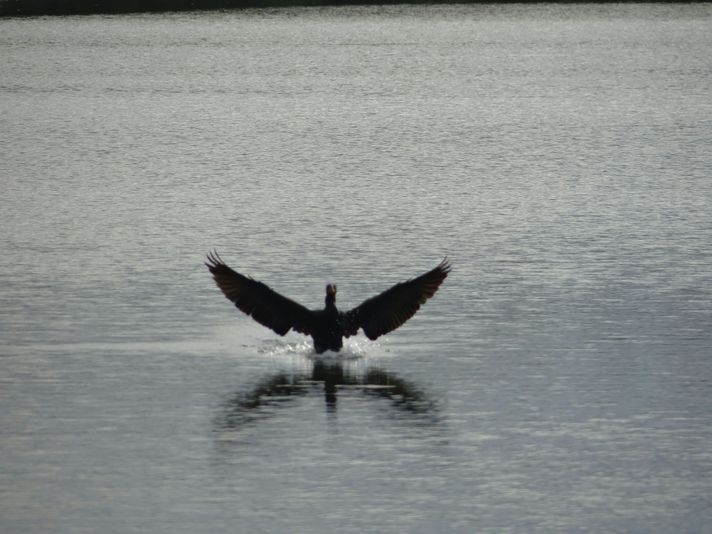 Oak Alley Plantation + Small Airboat Swamp Tour - Image 5