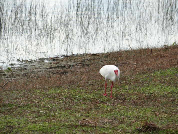 Destrehan Plantation + Small Airboat Swamp Tour - Image 5