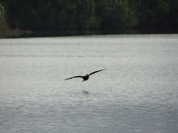 Destrehan Plantation + Covered Boat Swamp Tour - Image 3
