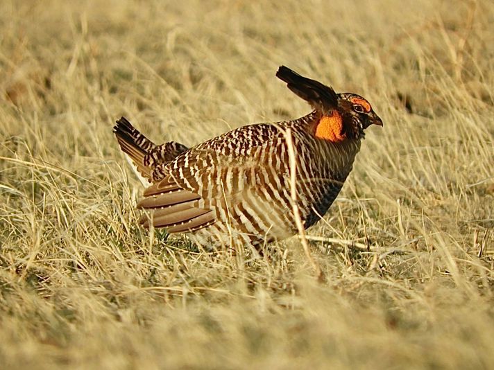 Crow Valley Birding Pawnee - Image 3