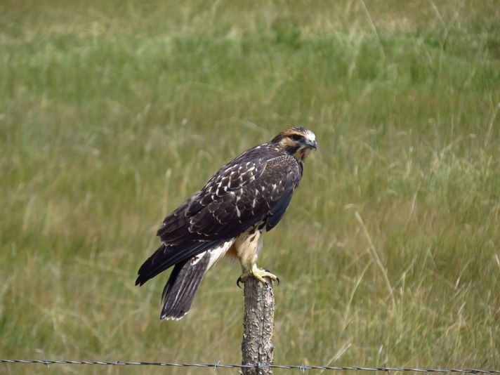 Crow Valley Birding Pawnee - Image 5